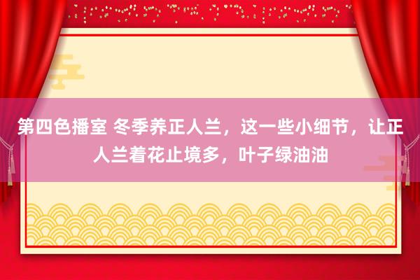 第四色播室 冬季养正人兰，这一些小细节，让正人兰着花止境多，叶子绿油油